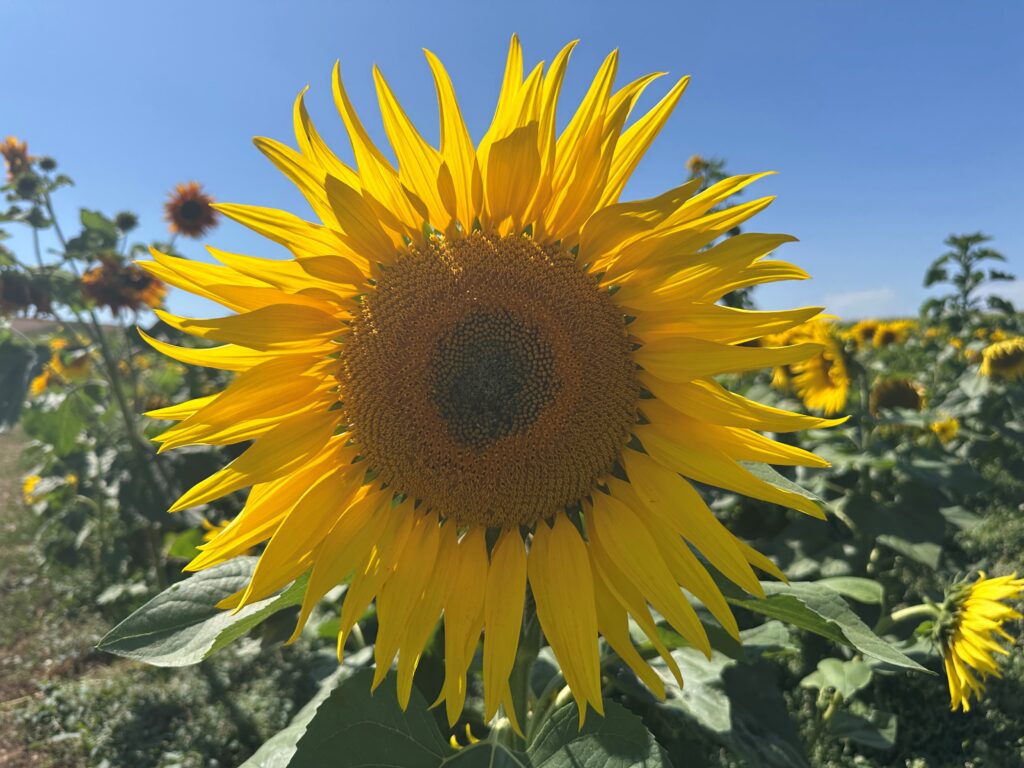 Big Sunflower at Dorset Sunflower Trail