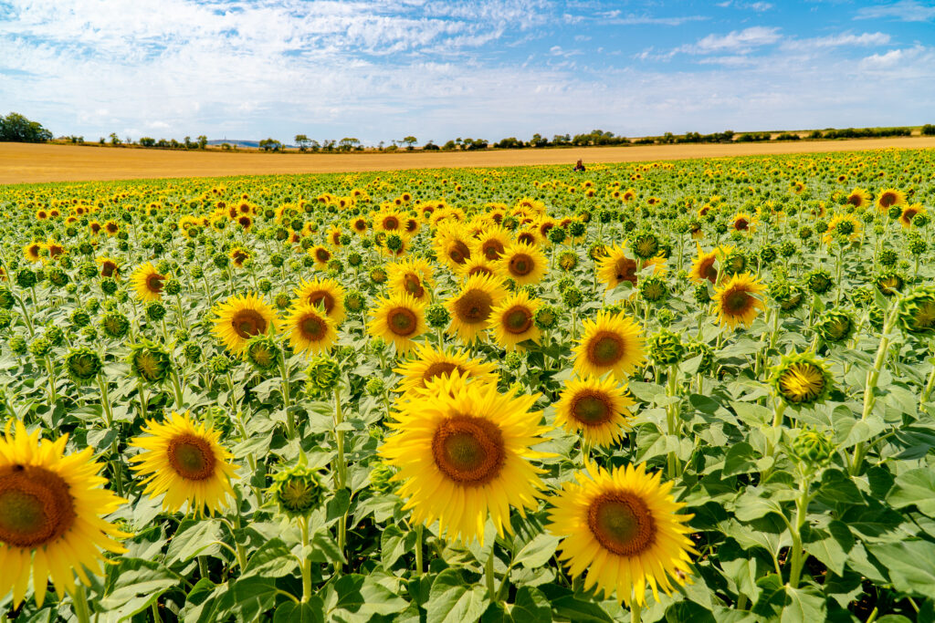 Dorset Sunflower Trail by Squirrel Marketing