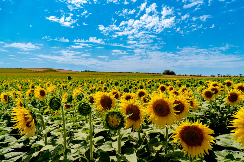 Sunflower field at Dorset Sunflower Trail