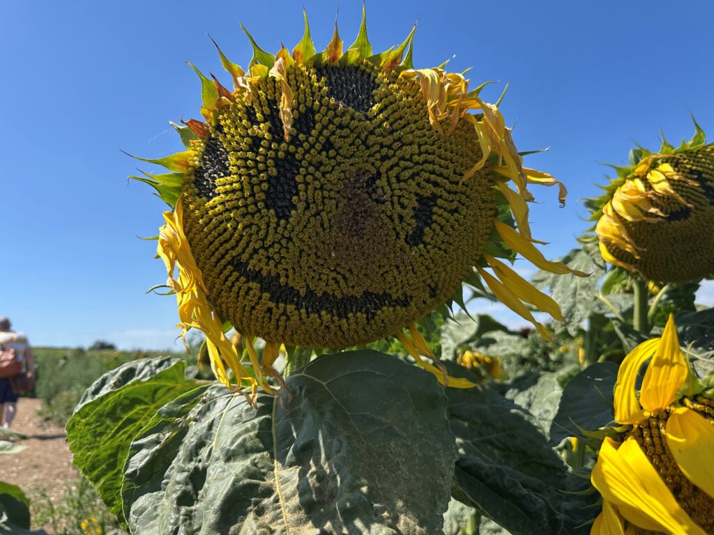 Happy sunflower at the Dorset Sunflower Trail