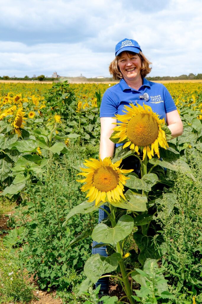 Hazel Hoskin Maiden Castle Farm, owner of the Dorset Sunflower Trail