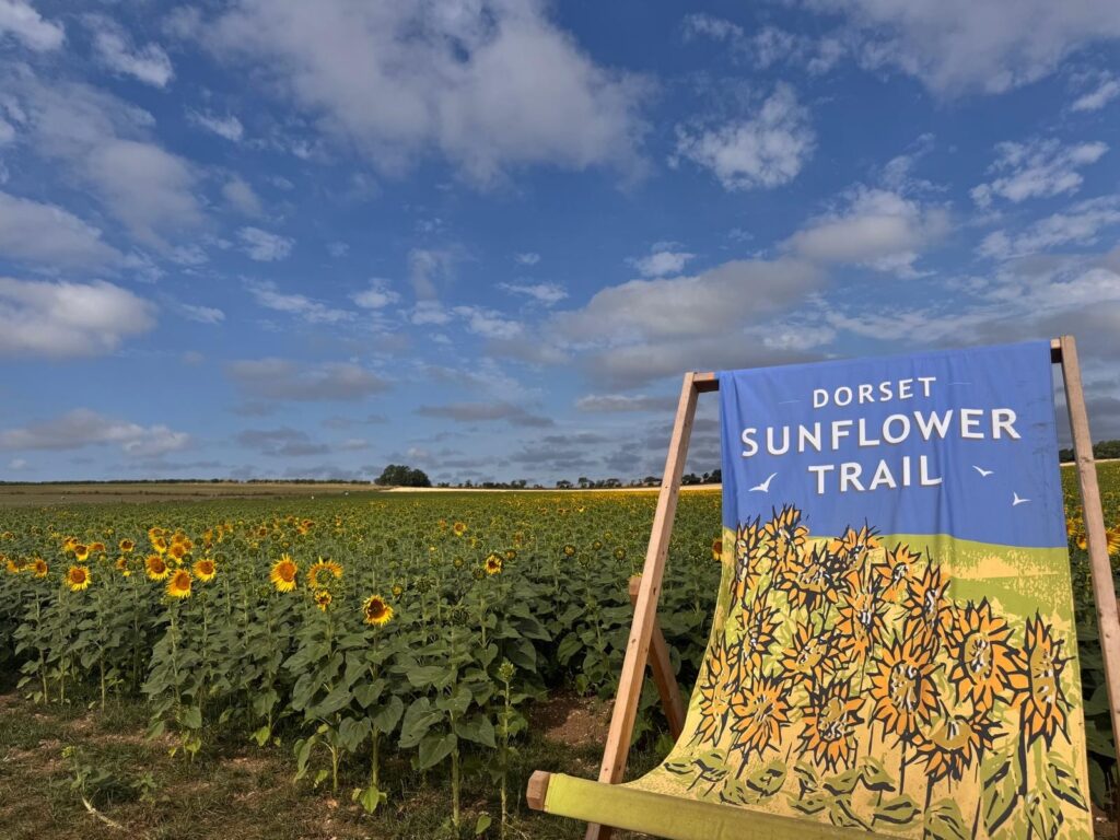 Dorset Sunflower Trail 2026